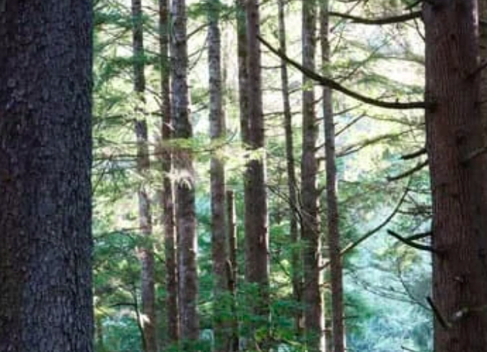 this image shows douglas fir christmas tree in los angeles