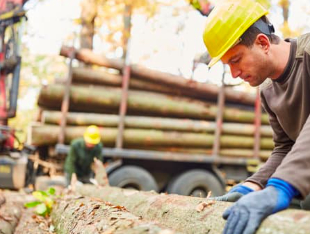 this is an image of douglas fir lumber in los angeles